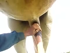 The proud male owner caressed the animal pecker after becoming aroused by the strange aspect of the beast's dick.